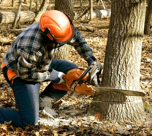 Tree Removal in Lovettsville, VA